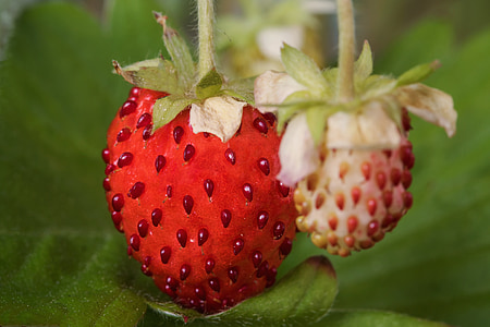 Fragaria vesca, fructe, ' Wild Strawberries ', căpşuni, fructe nuci, familia, Rosaceae