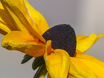 flor de con, planta, natura, groc, macro, close-up, flora