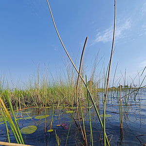 Okavanga delta, safári, Botswana