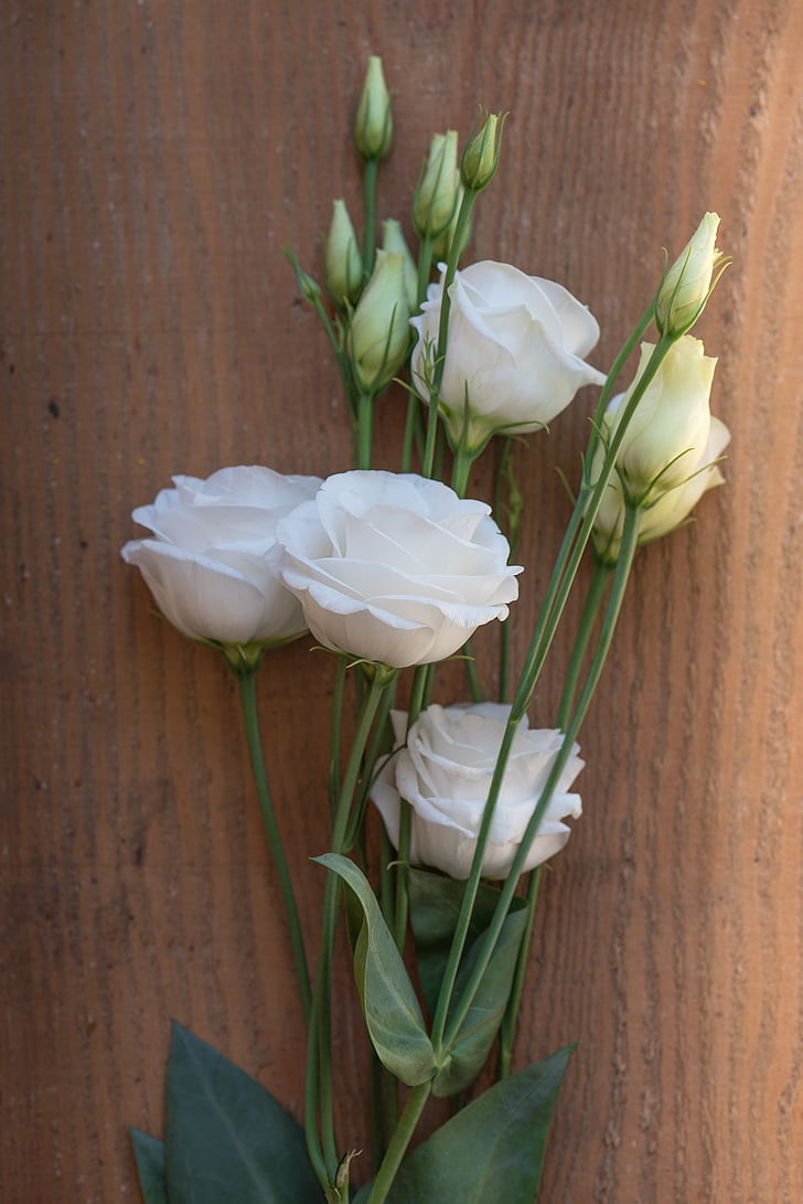 Lisianthus, fiore, Blossom, Bloom, bianco, fiore bianco, petali di