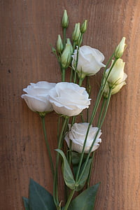 lisianthus, çiçek, çiçeği, Bloom, Beyaz, beyaz çiçek, yaprakları