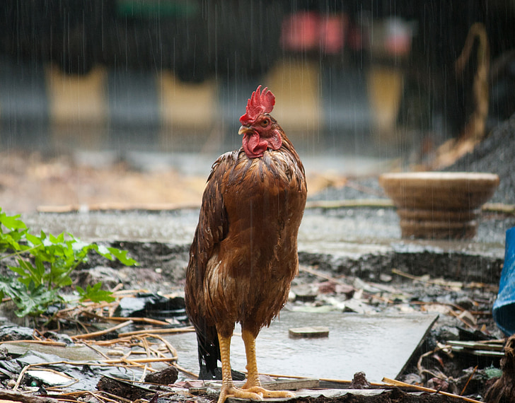 ไก่, ฝน, นก, เปียก, ฟาร์มเลี้ยงสัตว์, อินเดีย, สัตว์ปีก