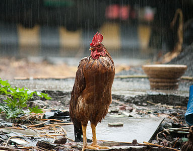 公鸡, 雨, 鸟, 湿法, 农场动物, 印度, 家禽