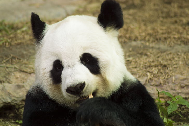 panda, cub, wildlife, zoo, cute, china, mammal