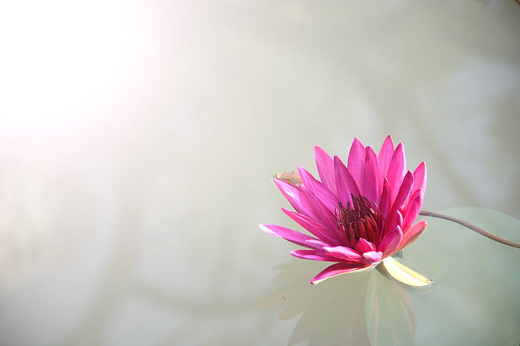 close, photography, pink, lotus, flowers, nature, blossoms