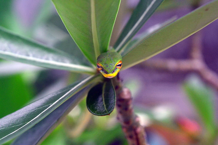 hijau, ancaman, ular, warna hijau, daun, pertumbuhan, Close-up