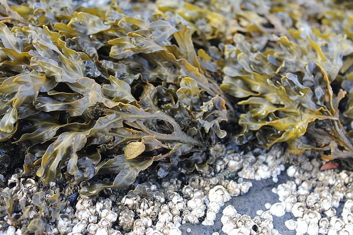 morskih alg, rastlin, morje, vode, narave, Beach, Flora