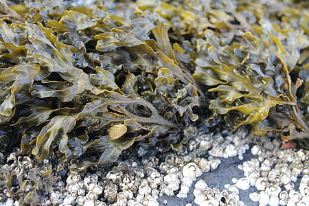 alge marine, plante, mare, apa, natura, plajă, Flora