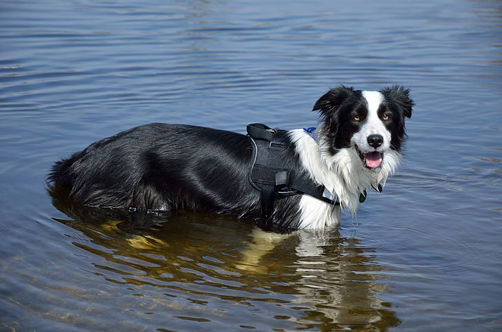 cão de pastor australiano, água, bonito, canino, brincalhão, olhando, ao ar livre