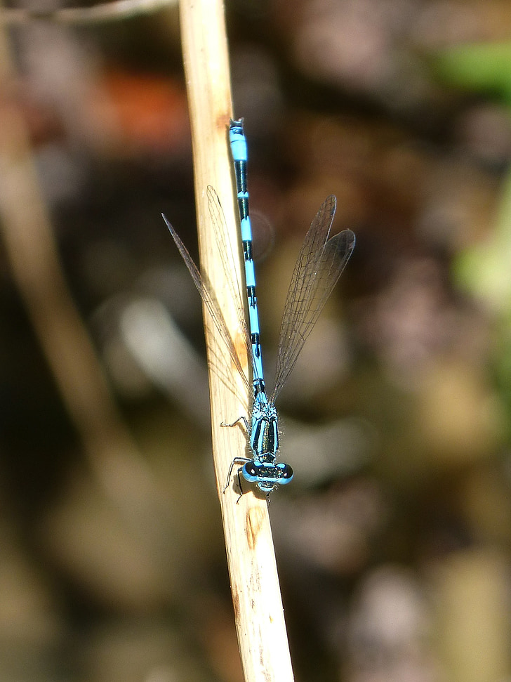 Dragonfly, modrá vážka, kmen, rybník