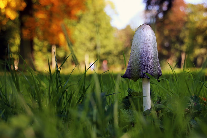 mushroom, autumn, grass, nature, green, seasons, autumn colours