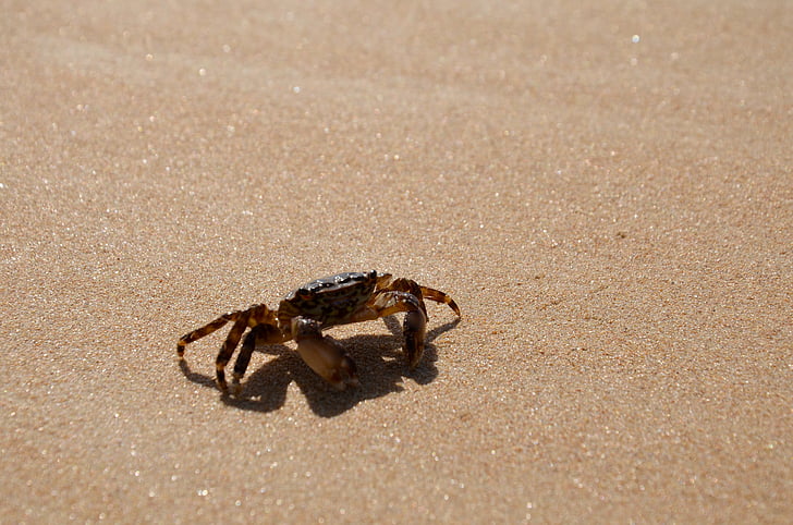 crabe, plage, mer, sable, eau