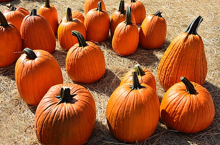 pumpkins, halloween, autumn, halloween pumpkin, orange, holiday, fall