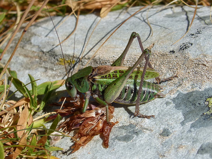 cricket, leptophyes punctatissima, Pyrénées, núi cao, orthopteron