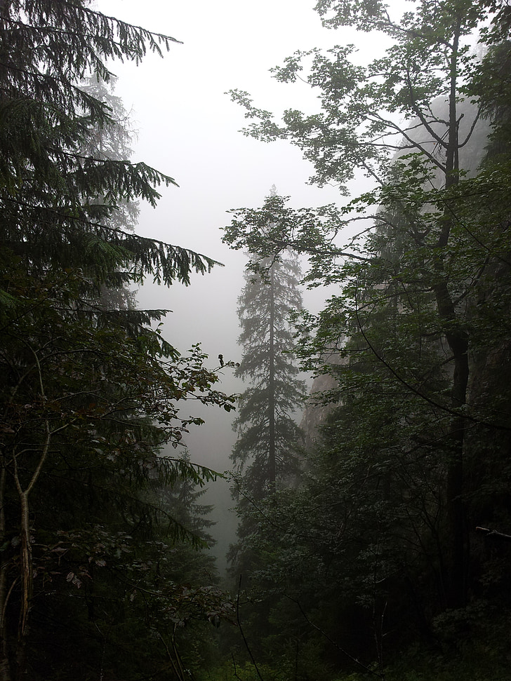 dimma, skogen, bergen, träd, naturen, dimmiga, mörka