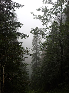 köd, erdő, hegyek, fák, természet, ködös, sötét
