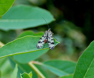 communis, Ανδρική scorpionfly, έντομο, ιπτάμενα έντομα, Μηκόπτερα, Προβοσκίδα, Hexapoda