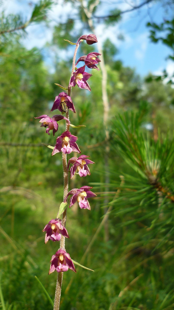 tmavo červená helleborine, nemecký orchidea, strmé horské svahu, malé kvety, často, chránené