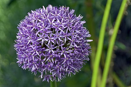 ornamental onion, violet, blossom, bloom, nature, schnittblume, flower