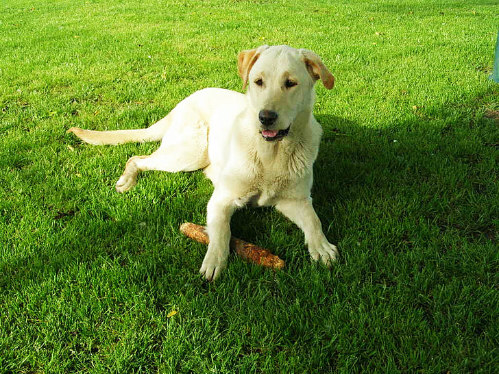 ラブラドール, レトリーバー, 犬, アウトドア, 動物