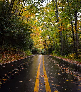 nature, outdoors, perspective, road, travel, trees, wet