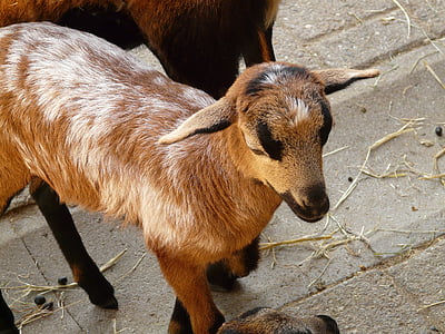 domestic goat, goat, livestock, farm, cute, animal, creature