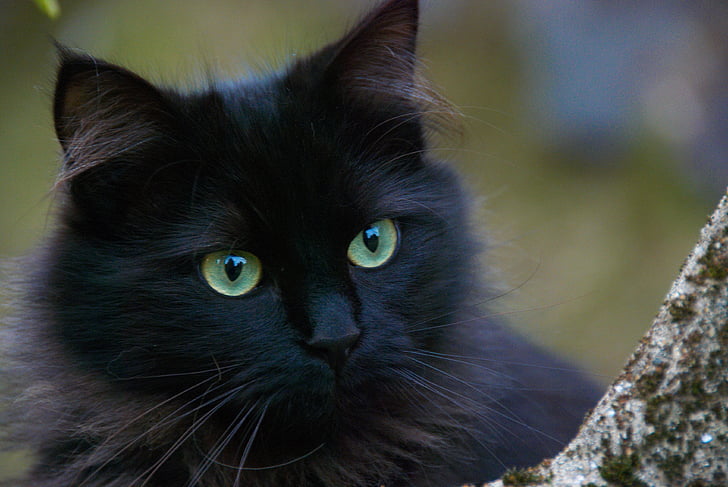 svart katt, katter, portrett av katten, innenlands cat, kjæledyr, dyr, søt