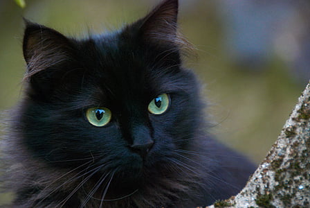 černá kočka, kočky, portrét kočky, kočka domácí, Domácí zvířata, zvíře, Fajn