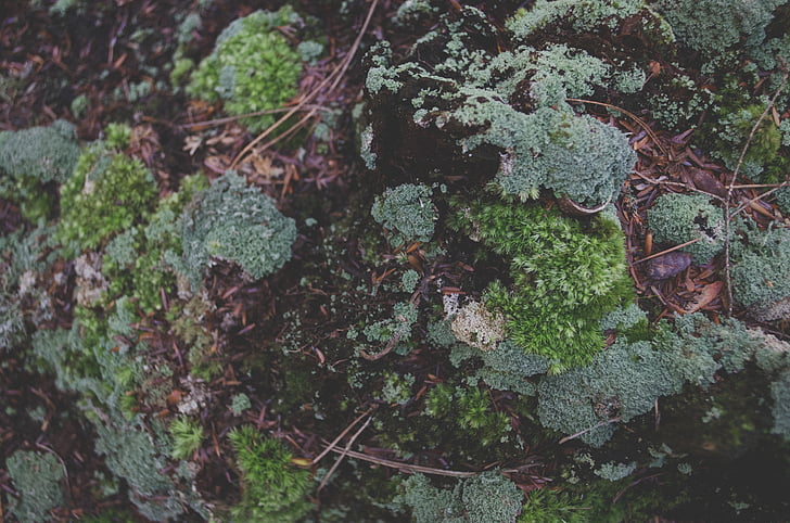 close-up, moss, rocks, nature