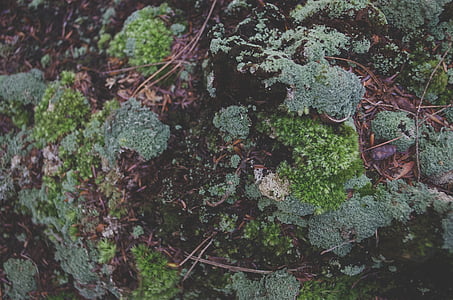 Close-up, Moss, rotsen, natuur