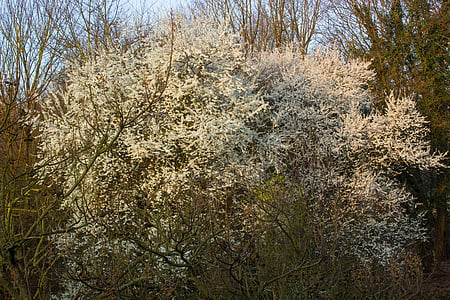 Blossom, våren, blommor, träd, Mirabelle, vit blomma