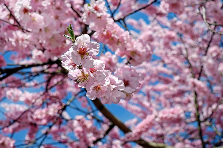 japanese cherry trees, flowers, pink, tree, flower tree, spring, japanese flowering cherry