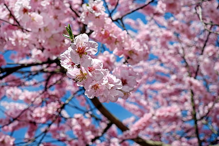 japonských třešní, květiny, růžová, strom, Květinový strom, jaro, kapky vody na listech