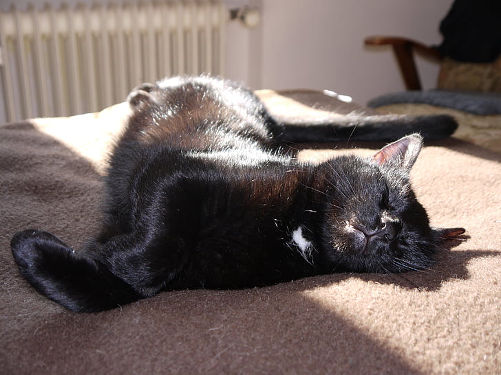 котка, спи, одеяло, кафяв, слънце, Черно, опасения