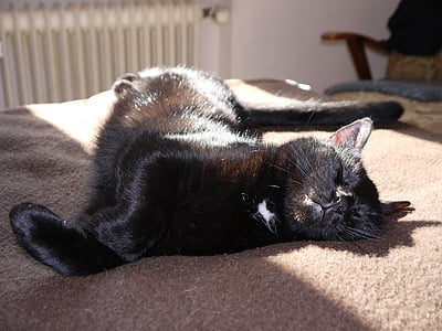 kat, sover, tæppe, brun, solen, sort, bekymringer