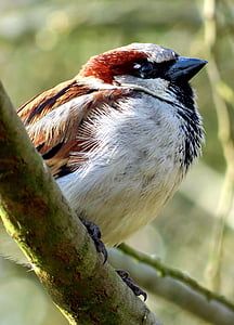 House sparrow, Sparrow, burung, satwa liar, alam, hewan, pelempar