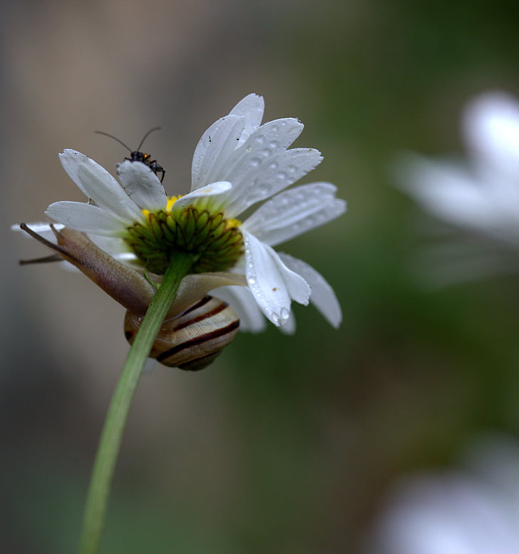 Schnecke, Daisy, Blume, Insecta, Blütenblätter, Schale, Tau