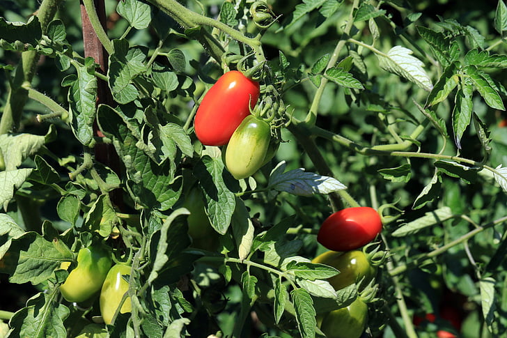 tomaten, rode tomaat, landbouw, natuurlijke, groenten, Ontbijt, sappige