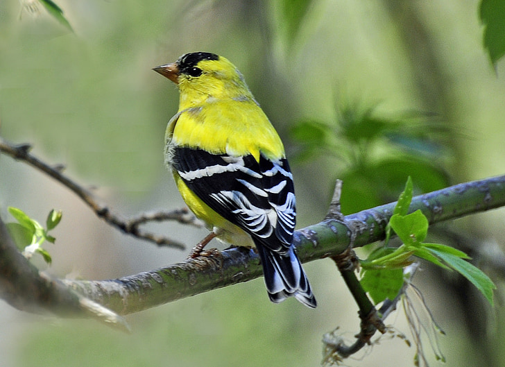 Finch, amarelo, pássaro, vida selvagem, natureza, animal, filial