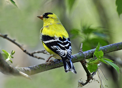 Finch, žlutá, pták, volně žijící zvířata, Příroda, zvíře, větev