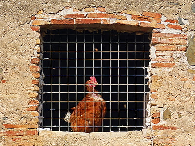 hen, window, bars, farm animal, captive, bird, chicken - Bird