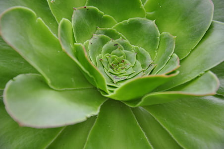 plant, flower, green, nature