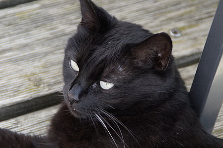 cat, black, head, domestic cat, adidas, black cat, animal