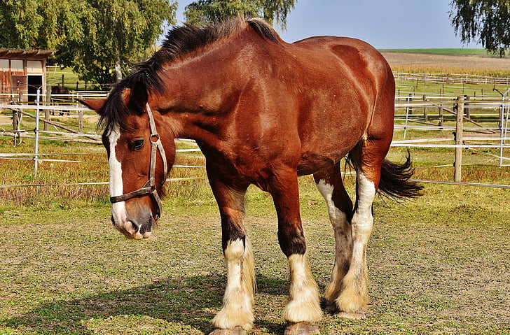 shire horse, horse, big horse, ride, reitstall, coupling, meadow
