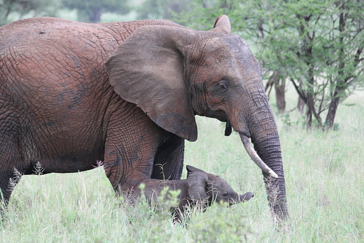 elefant, Afrika, Tanzania, Tarangire, vilda djur, Safari, vilda djur