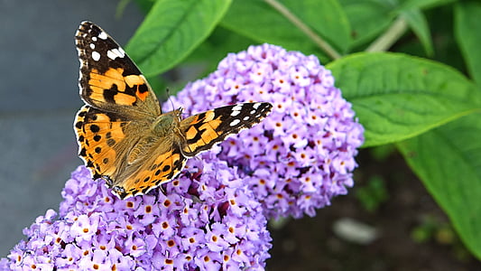 bướm, đầy màu sắc, côn trùng, đóng, cánh, bướm - côn trùng, Thiên nhiên