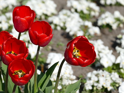 wiosna, tulipany, Natura, roślina, czerwony, kwiaty, kwiat