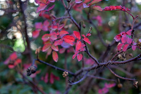 rose hip, leaves, autumn, red, cold, bright, outdoors