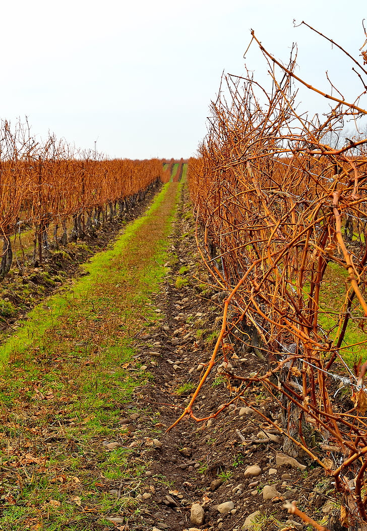 vinograd, polje, vrstice, krajine, jeseni, padec, kmetijstvo