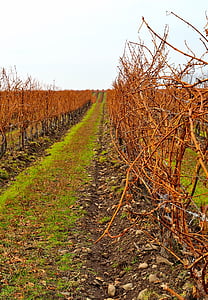 vinograd, polje, red, krajolik, jesen, jesen, Poljoprivreda
